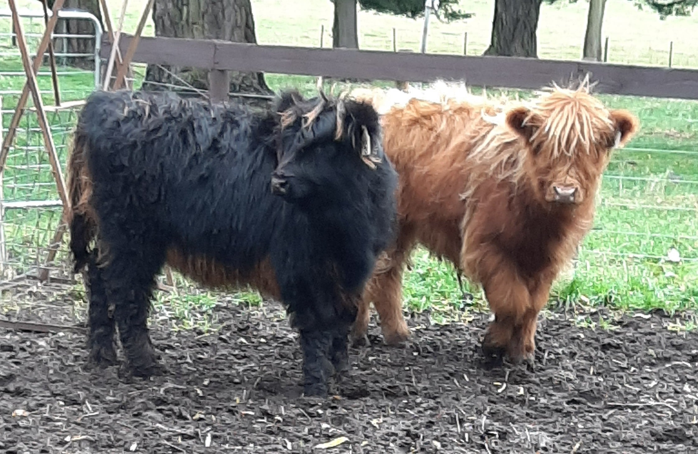 Home, miniature Scottish highland cow for sale in Australia